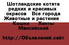 Шотландские котята редких и красивых  окрасов - Все города Животные и растения » Кошки   . Ханты-Мансийский